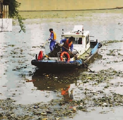 围剿”景观水域水葫芦