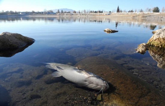 美国人工湖10万条鱼神秘死亡