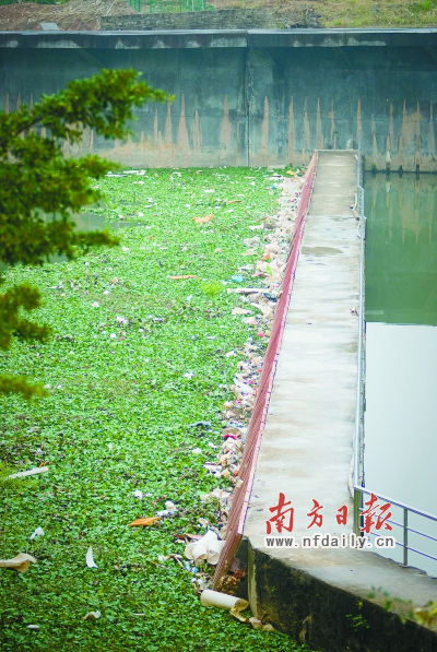 记者在清北水闸澜水河对面看到一大片水浮莲漂浮在水面上，散发着难闻的恶臭