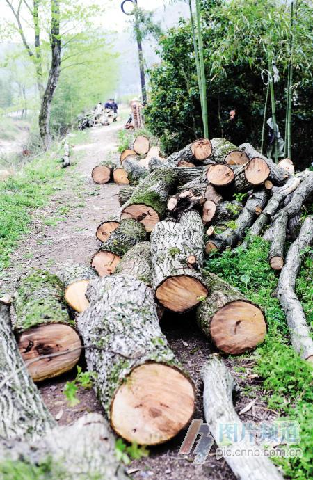 宁波农村河道治理中生态遭到破坏