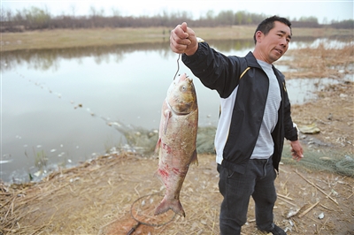 银川爱伊河水污染,大量鱼死亡