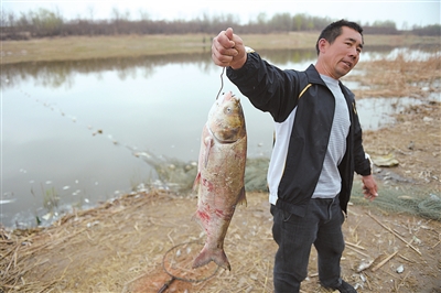 银川爱伊河水污染，大量鱼死亡