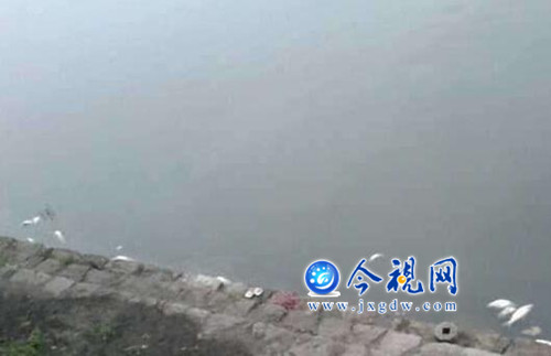 九江城区两湖污染严重，湖边不少死鱼