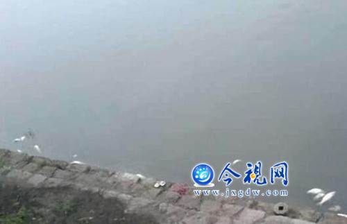 九江城区两湖污染严重,湖边不少死鱼