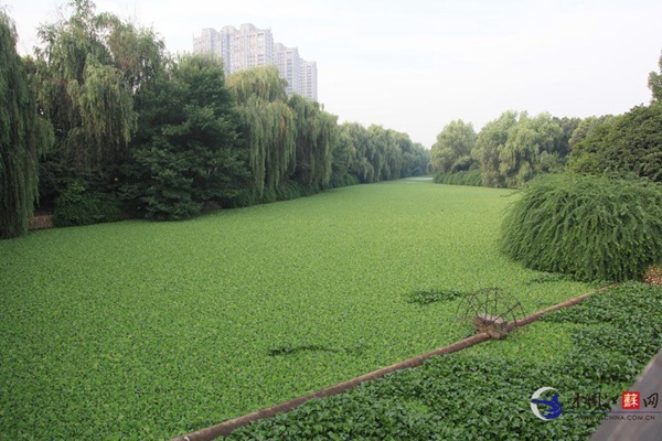 南京绿博园旁水生植物泛滥