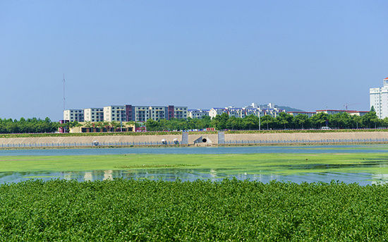 信阳浉河二号橡胶坝蓝藻泛滥