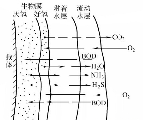 生物膜的基本结构