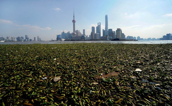 上海外滩景观水域水葫芦泛滥成灾