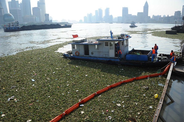 上海外滩景观水域水葫芦泛滥成灾