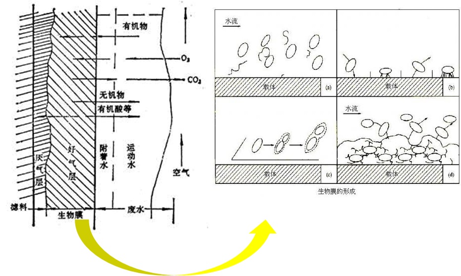 生物膜反应图