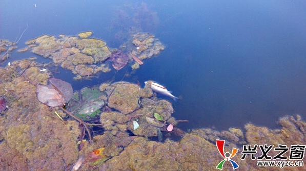 死鱼漂浮水面