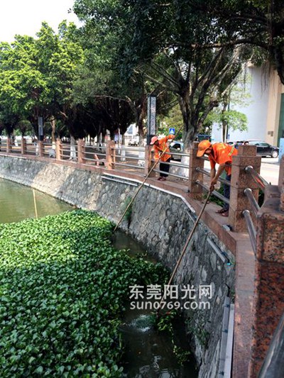 中堂广场 水生植物泛滥