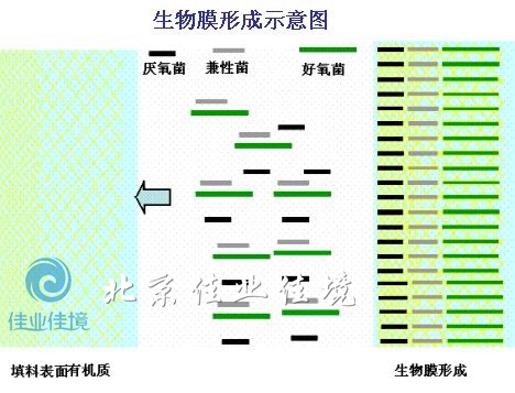 生物膜形成示意图