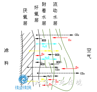 生物膜上的各种反应