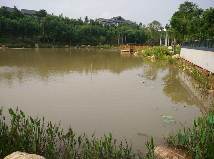 景观湖未治理前,水体浑浊发绿
