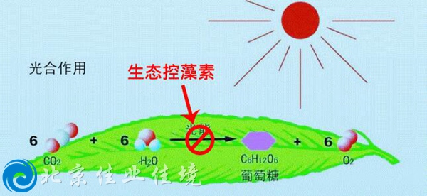 生态控藻素除藻原理