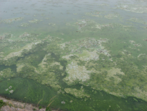 高浓度蓝藻水华治理/水面垃圾治理