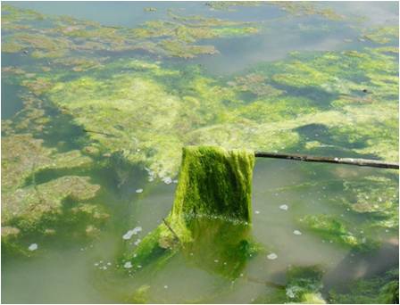 蓝藻、绿藻、硅藻等藻类治理/水绵治理